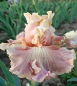 Ірис високий - Australian Rose